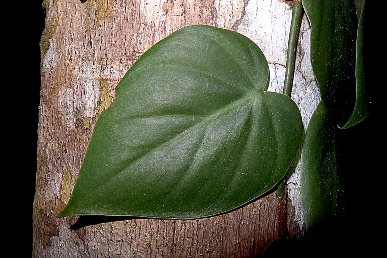 A single heart-shaped philodendron leaf against a tree trunk