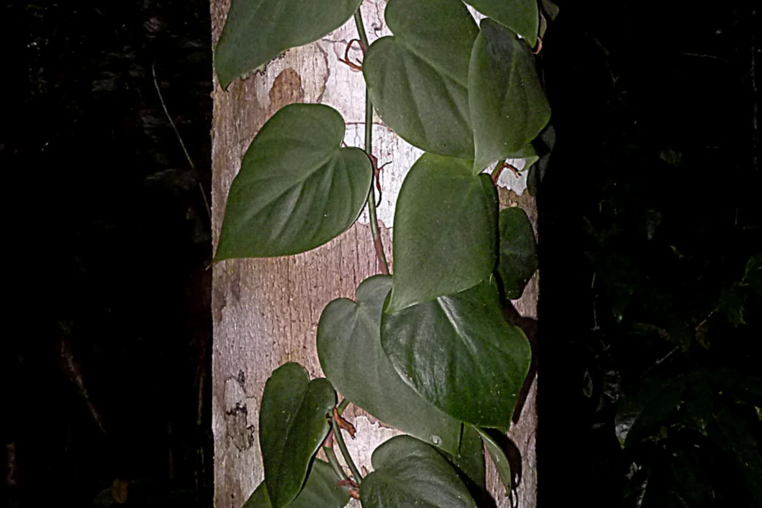 A philodendron climbing a tree trunk, heart-shaped leaves spaced along the stem
