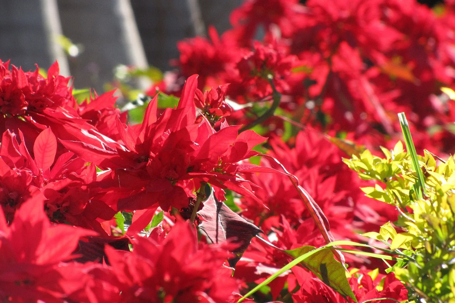 Poinsettias flowering outdoors, bracts bright red above green leaves