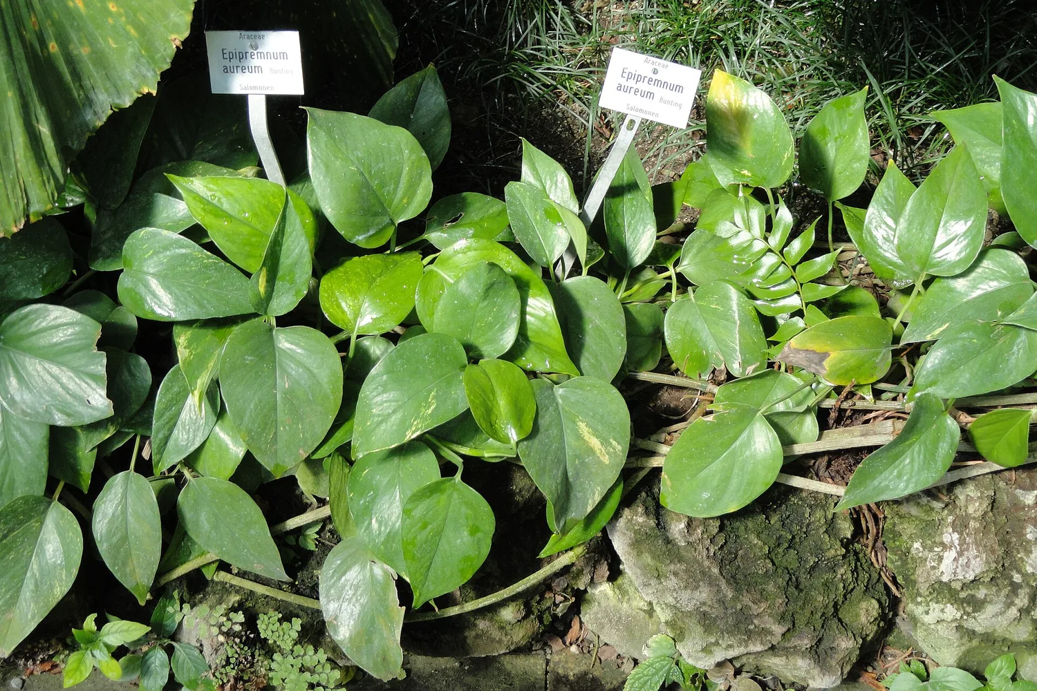Pothos trailing over a wall, heart-shaped leaves marbled with pale green
