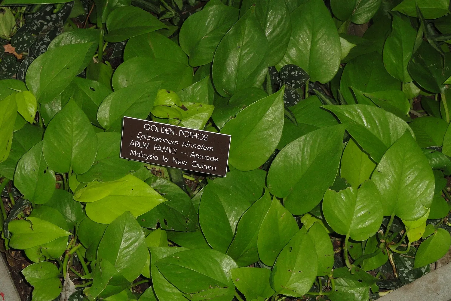 Golden pothos leaves, heart-shaped and streaked with yellow, beside a plant label