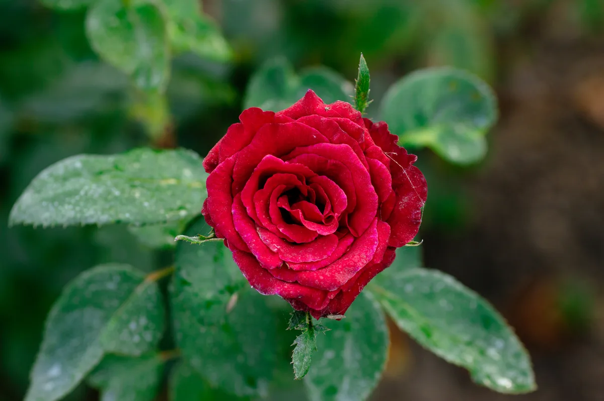 A red rose fully open, with toothed green leaves below it