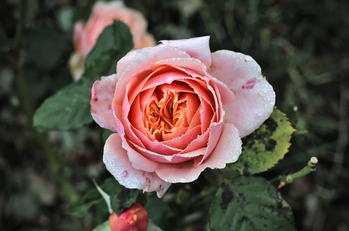 A peach colored rose with many layered petals