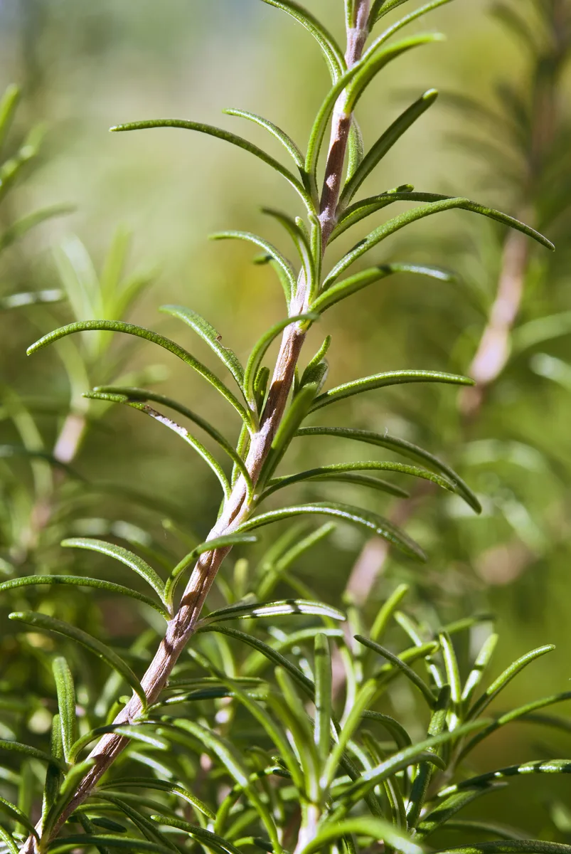 Rosemary stems in close-up, narrow needle-like leaves crowded along the stem