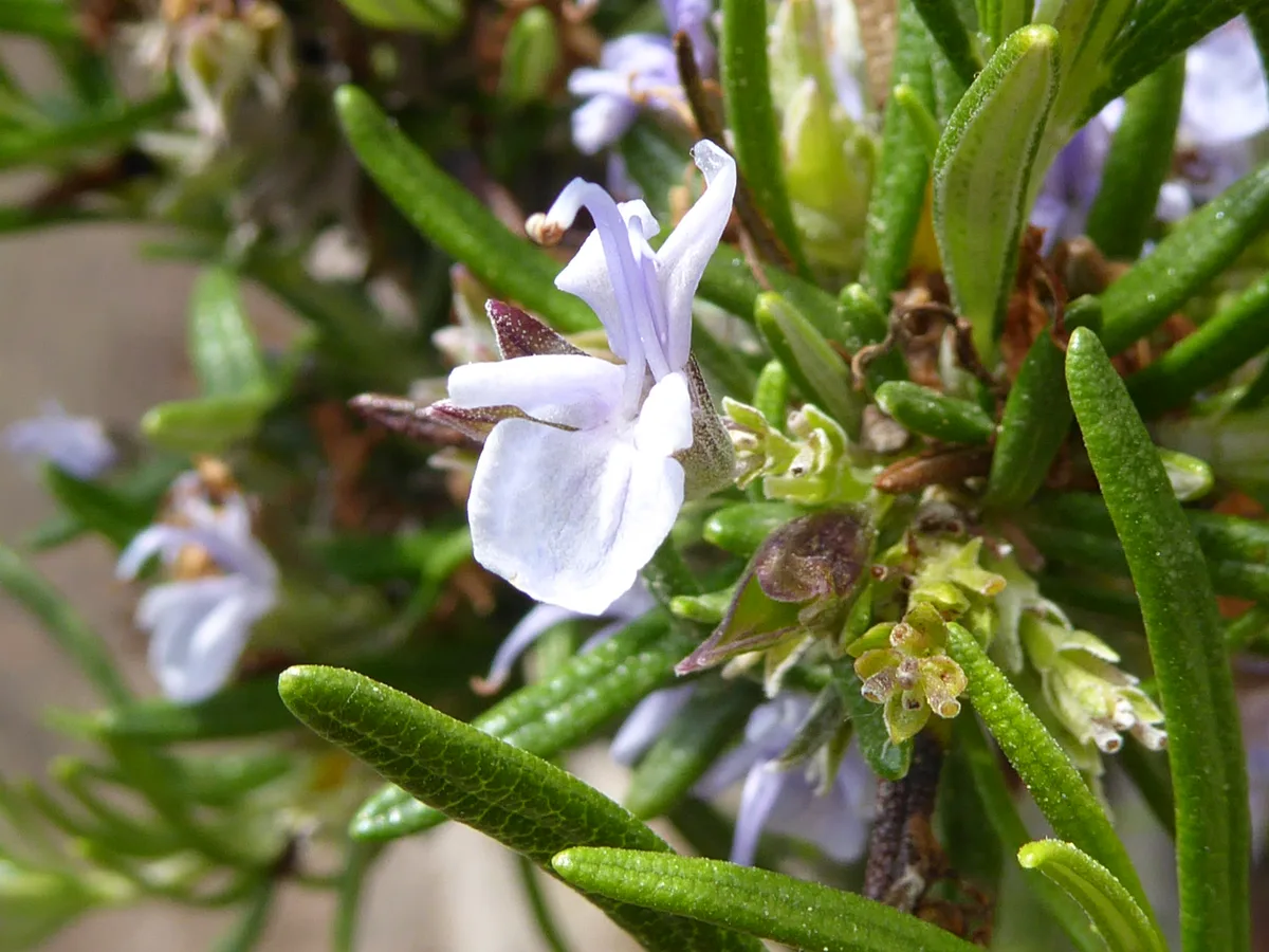 Rosemary in flower, small pale blue blooms among the needle leaves