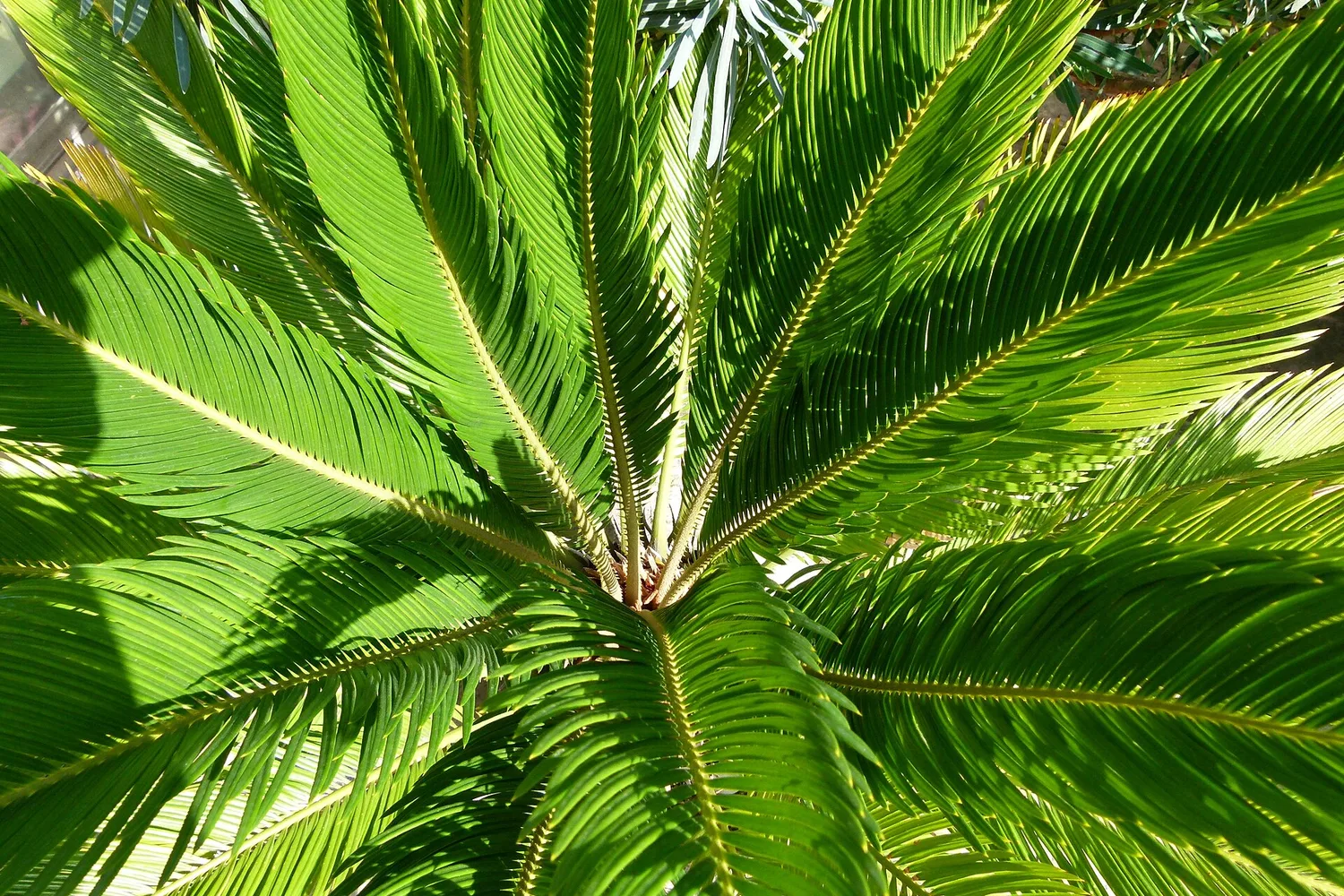 A sago palm seen from above, stiff fronds radiating from a central crown