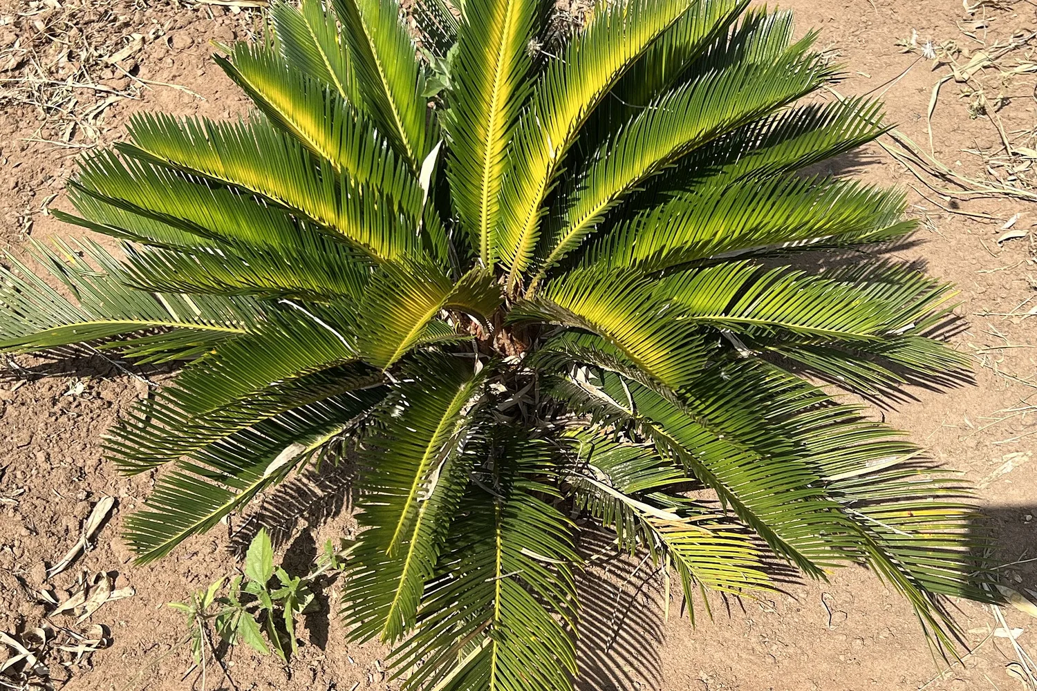 A young sago palm in dry ground, with arching feather-like fronds