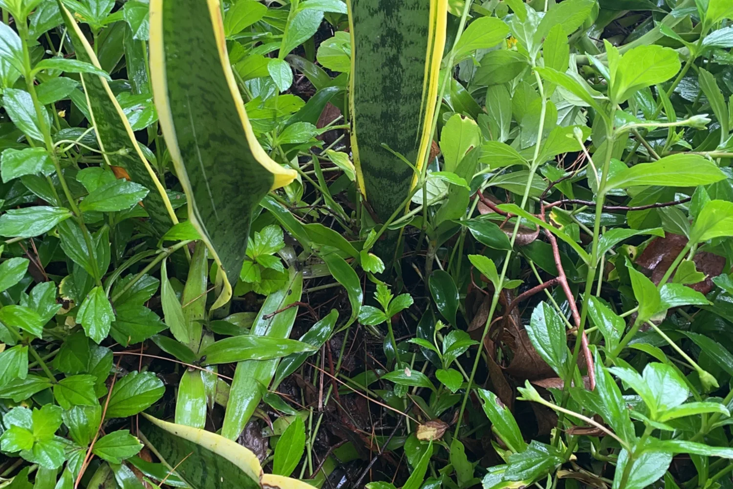 Snake plant leaves growing upright among other garden plants