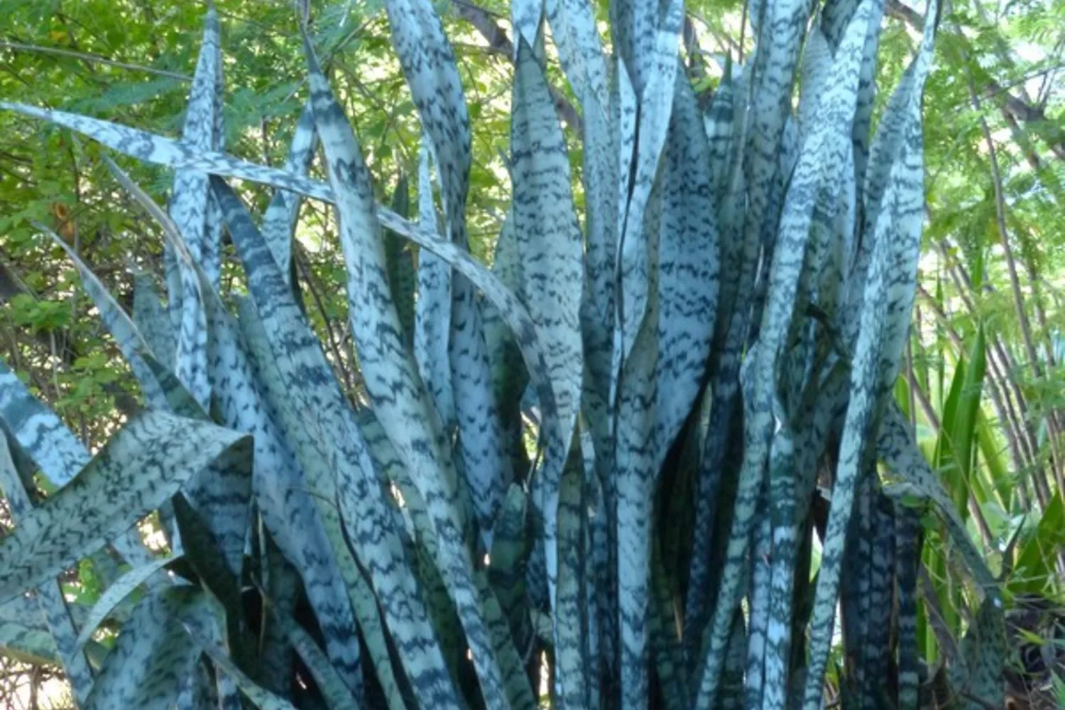 Tall snake plant leaves, grey-green with darker horizontal banding