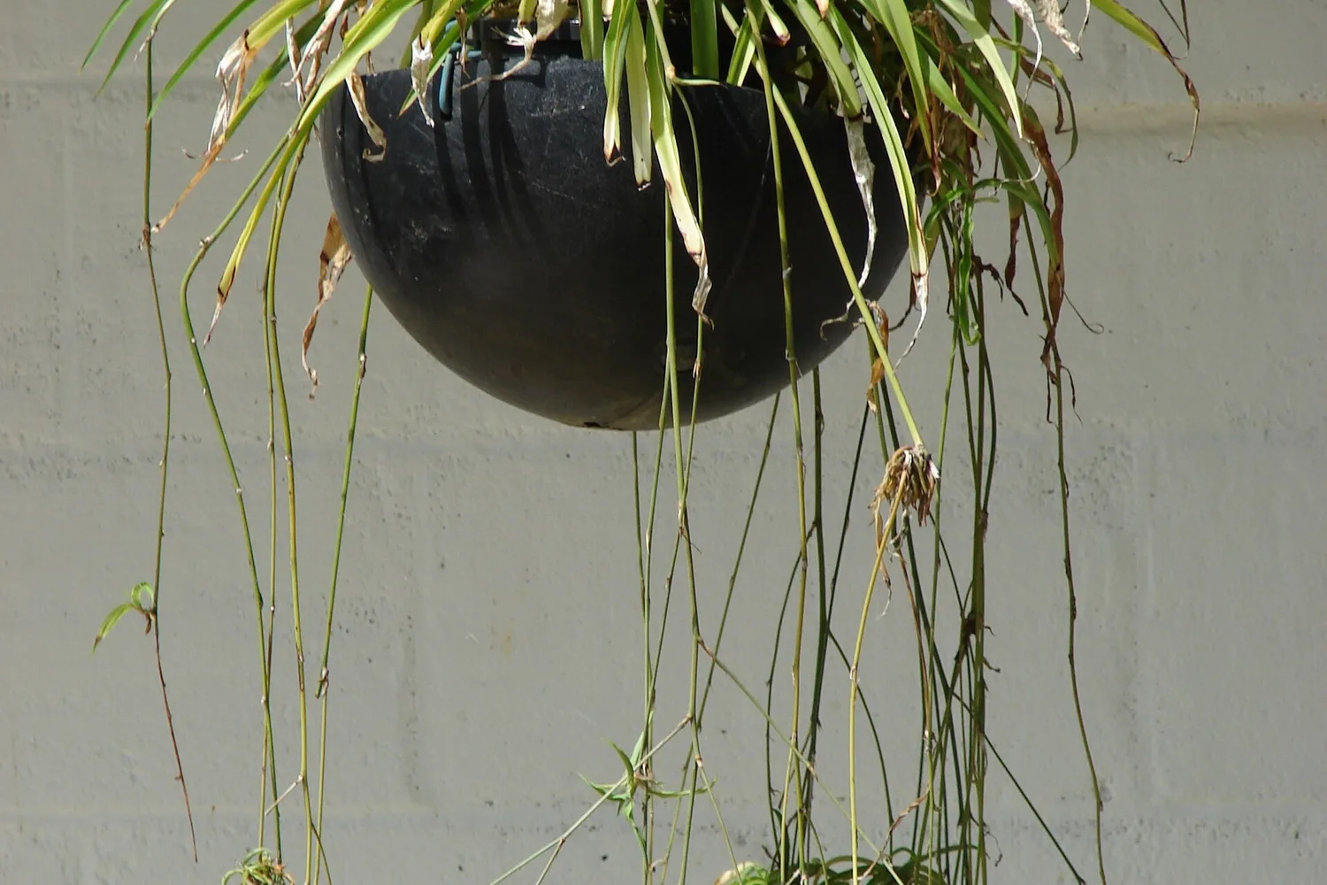 A spider plant in a hanging pot, with long trailing runners