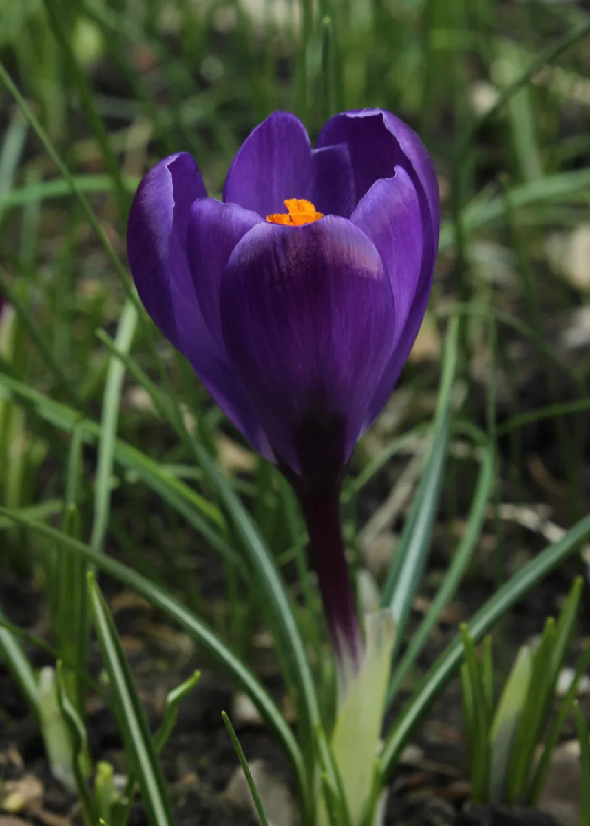 A single purple crocus fully open, showing three orange stamens at its center, with narrow grass-like leaves beside it
