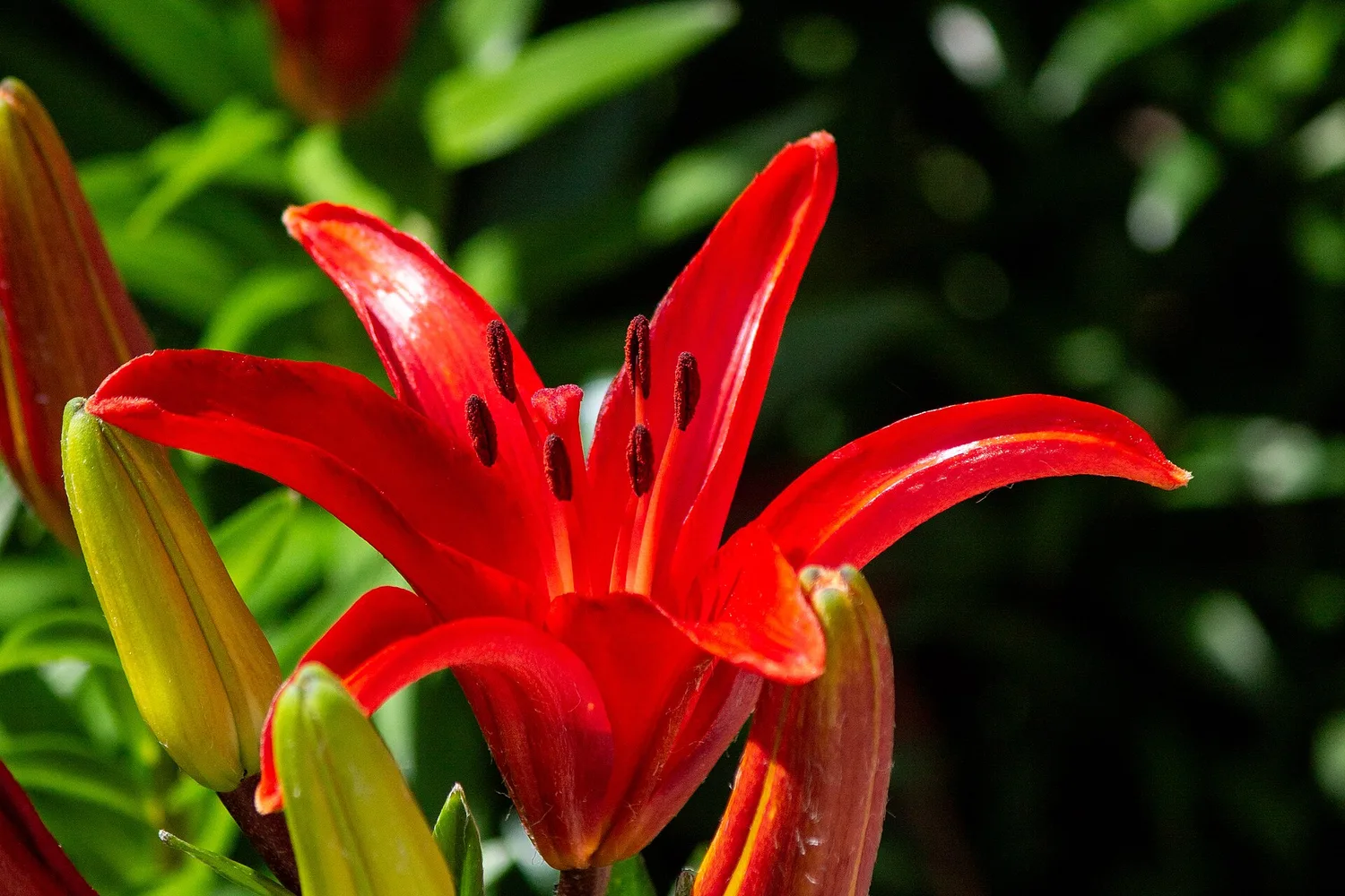 A red lily fully open, its petals curled back and spotted towards the centre