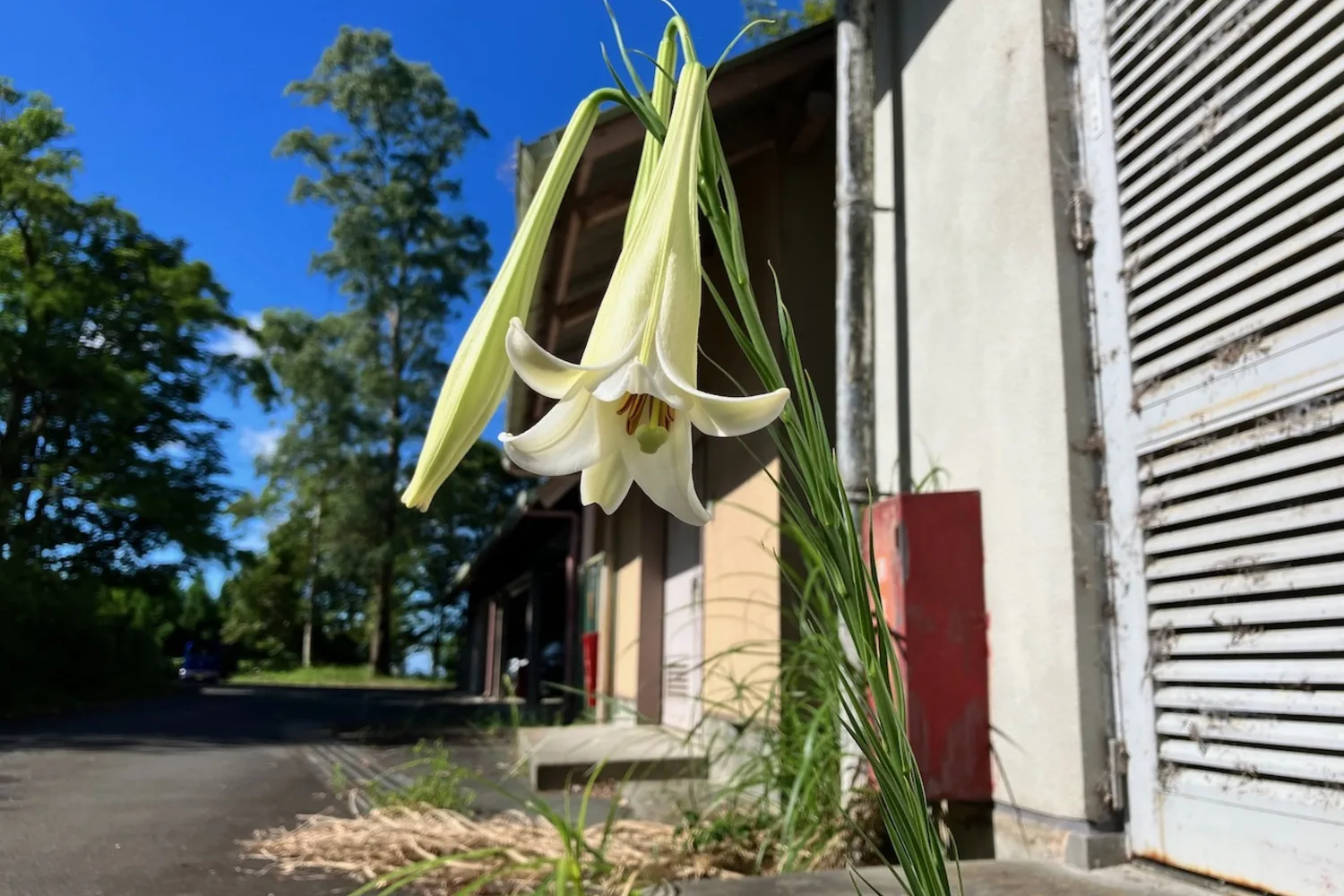 A white trumpet lily flowering beside a building