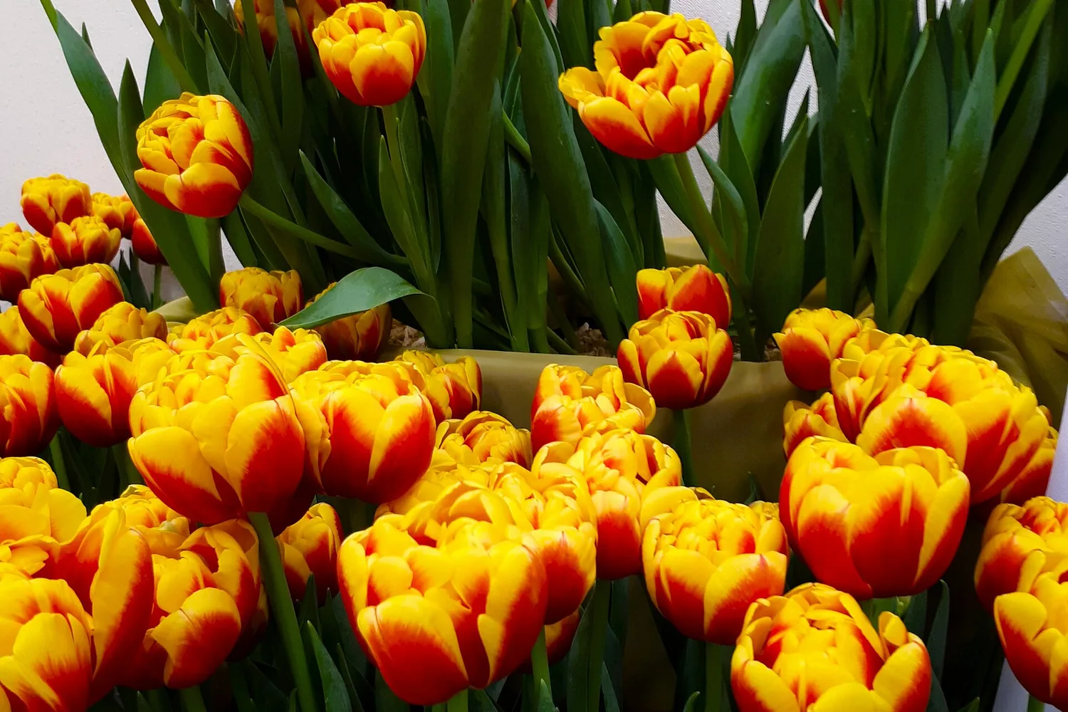 A mass of red and yellow tulips in flower