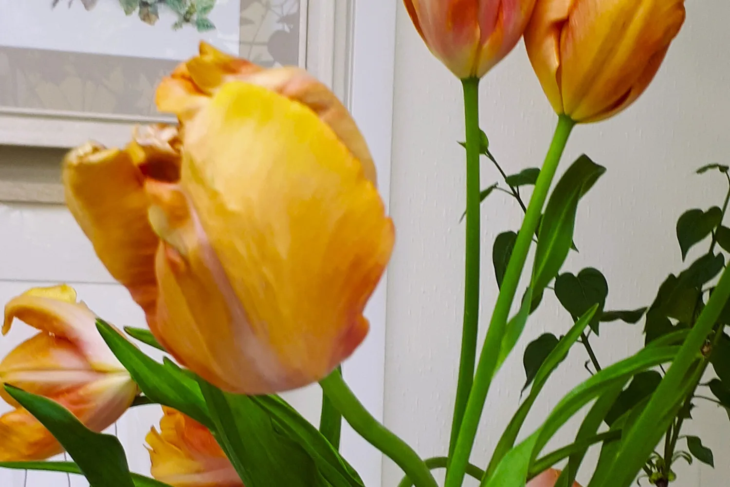 Orange and yellow tulips, some fully open, on tall green stems