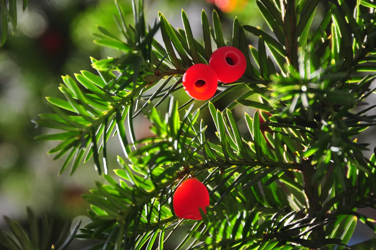 Yew foliage, flat dark needles along a stem, carrying bright red berry-like arils